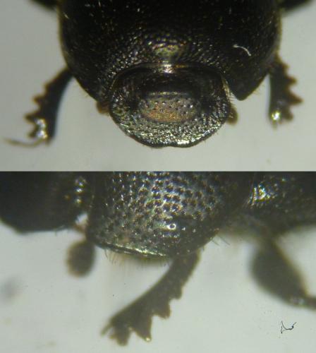Réf. 134 073 : Onthophagus ovatus