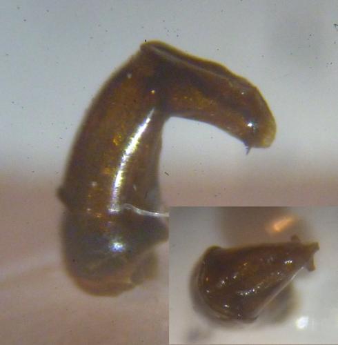 Réf. 134 074 : Onthophagus ovatus