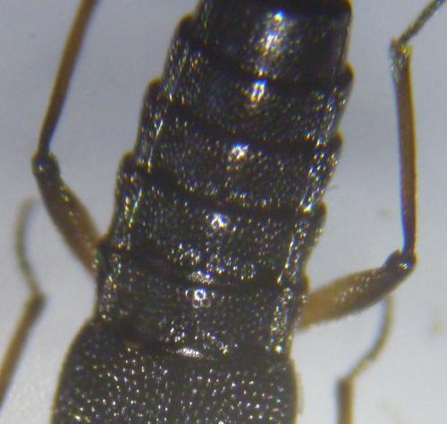 Stenus clavicornis
