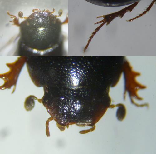 Parammoecius pyrenaeus