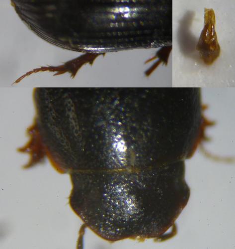 Parammoecius corvinus