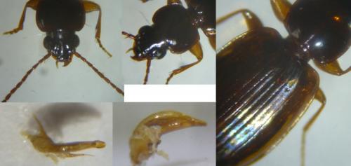 Trechus quadristriatus