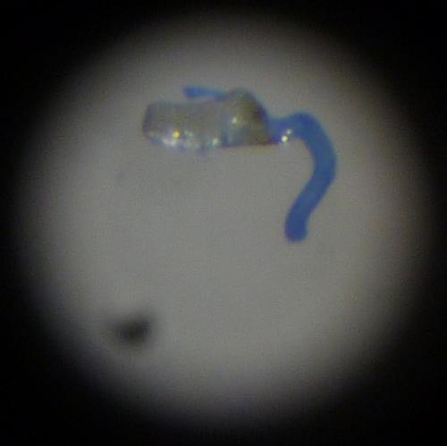 Asaphidion stierlini