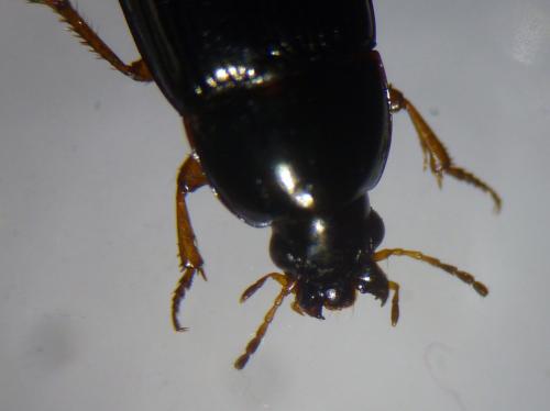 Amara lucida