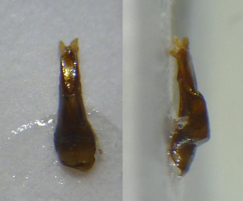 Melinopterus prodromus