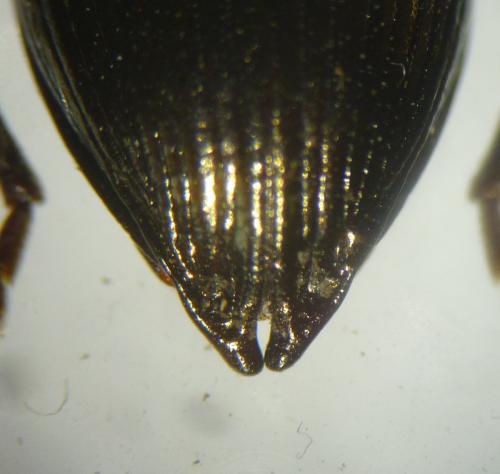 Réf. 134 075 : Stenomax aeneus