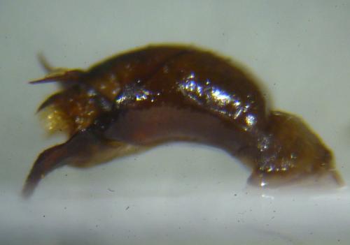 Réf. 134 072 : Omaloplia ruricola
