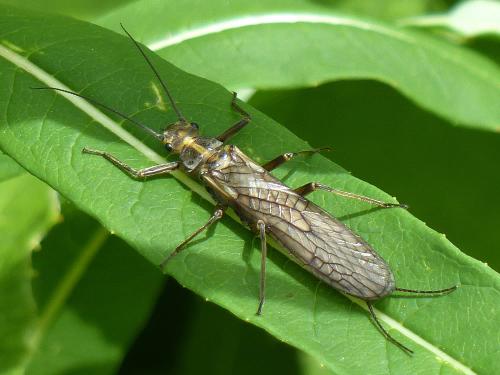 Réf. 134 734 : Dictyogenus sp.