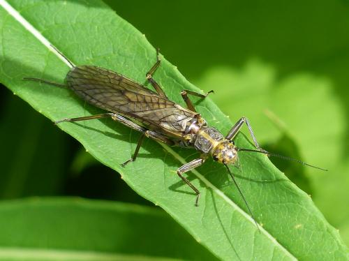 Dictyogenus sp.