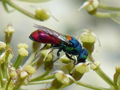 Réf. 134 551 : Chrysis scutellaris