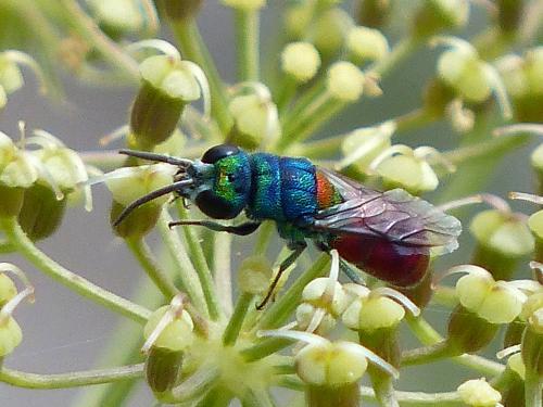 Réf. 134 552 : Chrysis scutellaris