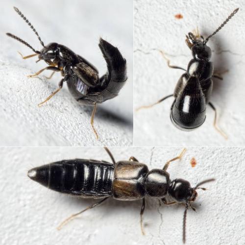 Liogluta sp.