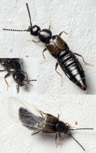 Liogluta sp.