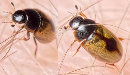 Réf. 134 188 : Cercyon unipunctatus