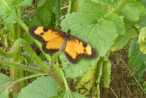 Acraea acerata