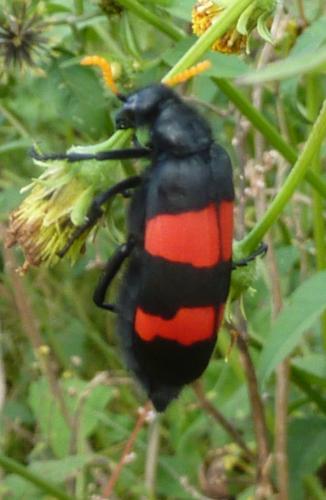 Réf. 134 052 : Hycleus bifasciatus