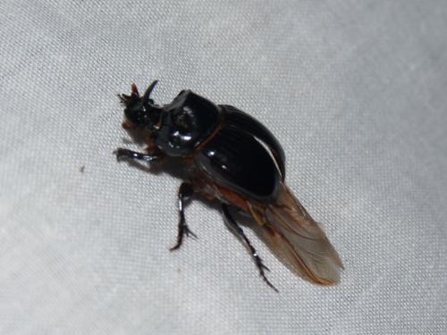 Copris lunaris