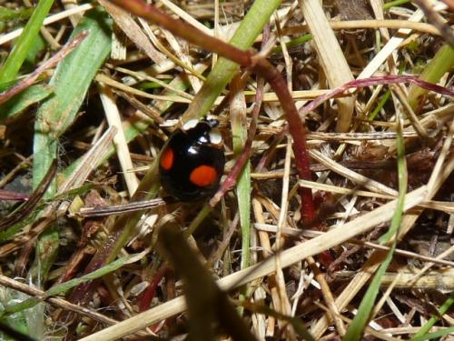 Harmonia axyridis