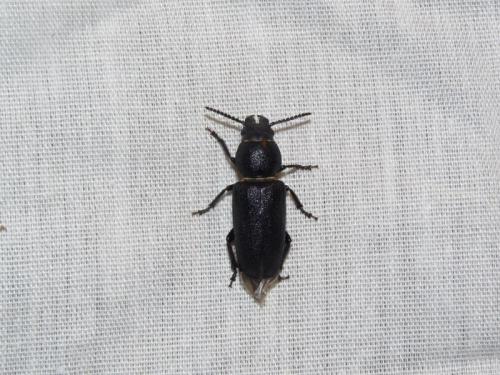 Spondylis buprestoides