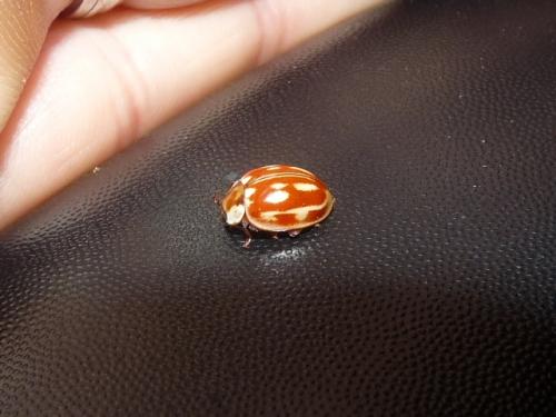 Myzia oblongoguttata