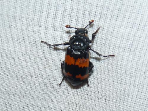 Réf. 134 282 : Nicrophorus sp.