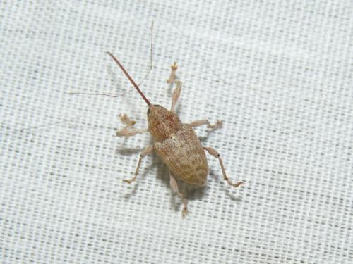 Curculio elephas