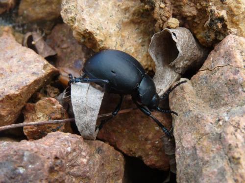 Timarcha tenebricosa