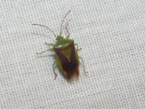 Elasmostethus sp.