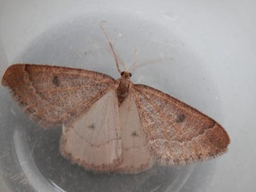 Réf. 134 323 : Theria primaria