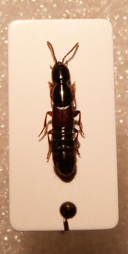 Réf. 134 735 : Othius punctulatus