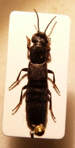 Réf. 134 737 : Ocypus sp.