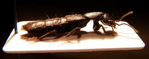 Ocypus sp.