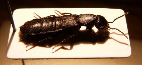 Ocypus sp.