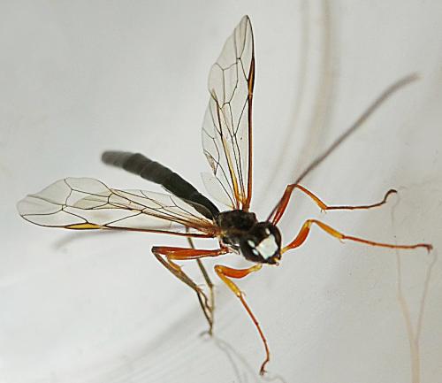 Réf. 134 586 : Rhyssella obliterata