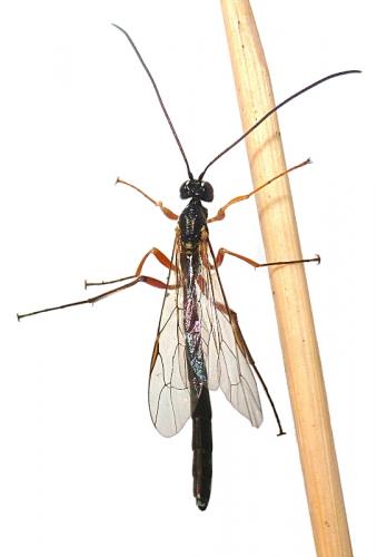 Réf. 134 587 : Rhyssella obliterata