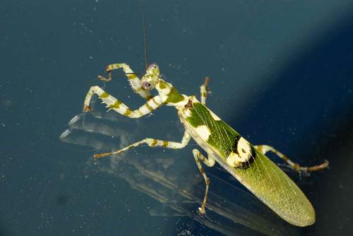 Creobroter sp.