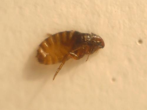 Ctenocephalides felis