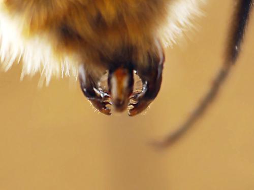 Bombus sp.