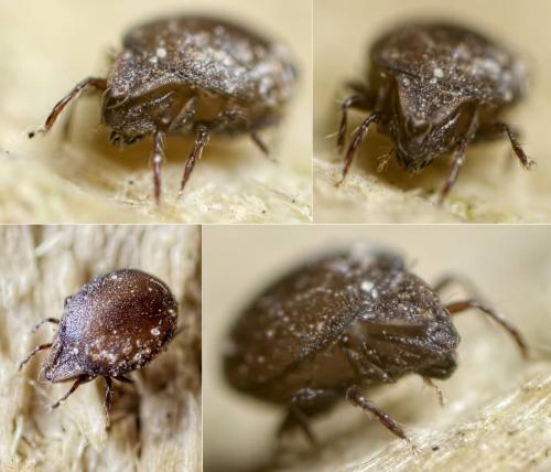 Réf. 134 147 : Xenillus clypeator