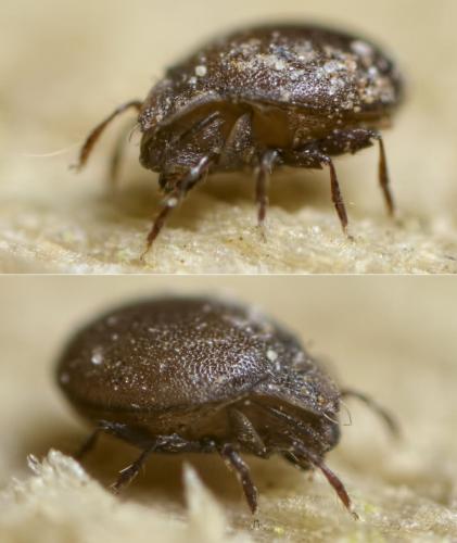 Réf. 134 146 : Xenillus clypeator