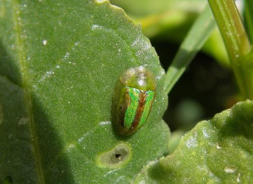Réf. 134 943 : Cassida vittata