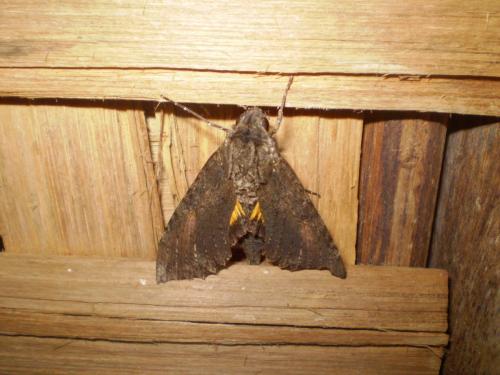 Réf. 134 537 : Isognathus scyron