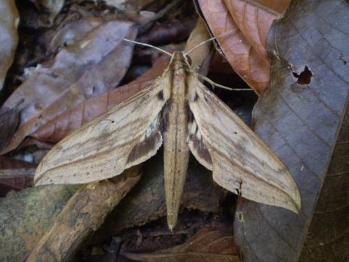 Réf. 134 536 : Xylophanes anabus