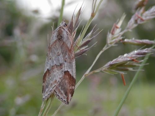 Chesias rufata