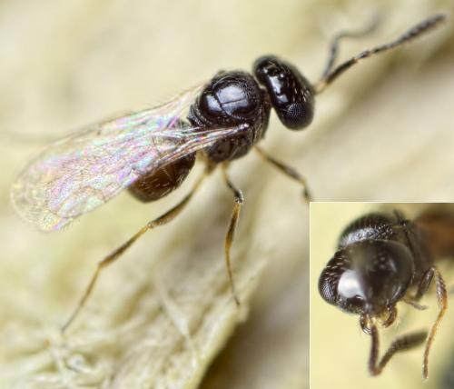 Trimorus sp.