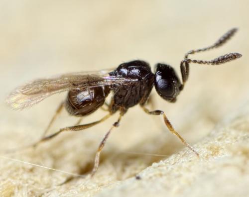 Trimorus sp.