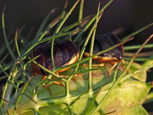 Réf. 134 990 : Ventocoris rusticus