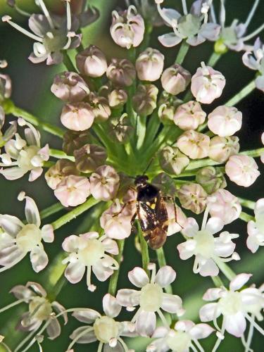 Réf. 134 724 : Orthops sp.
