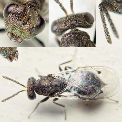 Réf. 134 449 : Dinotoides tenebricus