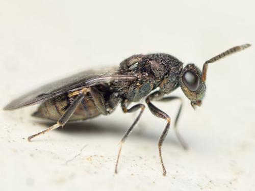 Dinotoides tenebricus